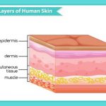 capas de la piel